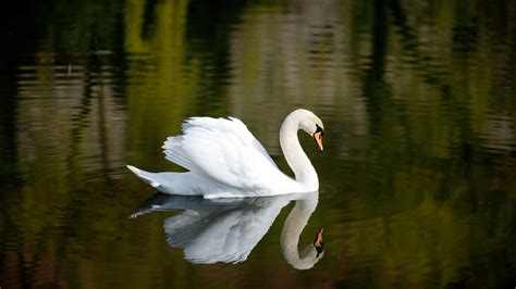 schwan steckbrief|höckerschwan steckbrief.